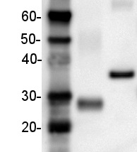 His-tag | 6xHis (clone HIS,H8 / EH158) in the group Tag Antibodies / His (3x, 6x) at Agrisera AB (Antibodies for research) (AS11 1771)